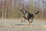 CATAHOULA 006